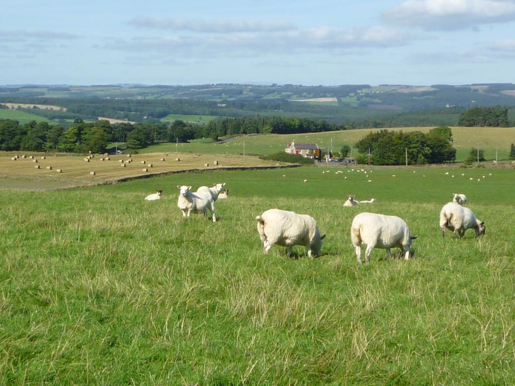 مبيت وإفطار هيكسهام Rye Hill Farm المظهر الخارجي الصورة